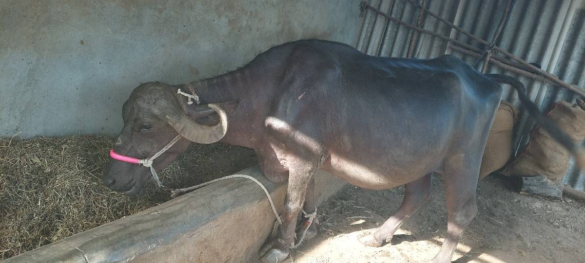 8 mo mhino gahbh pelu vetar