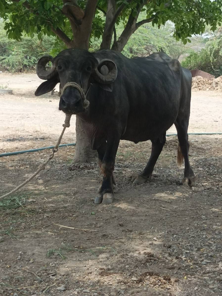 ભેસ વેચવાની છે ૩જુ વેતર વ્યાસે