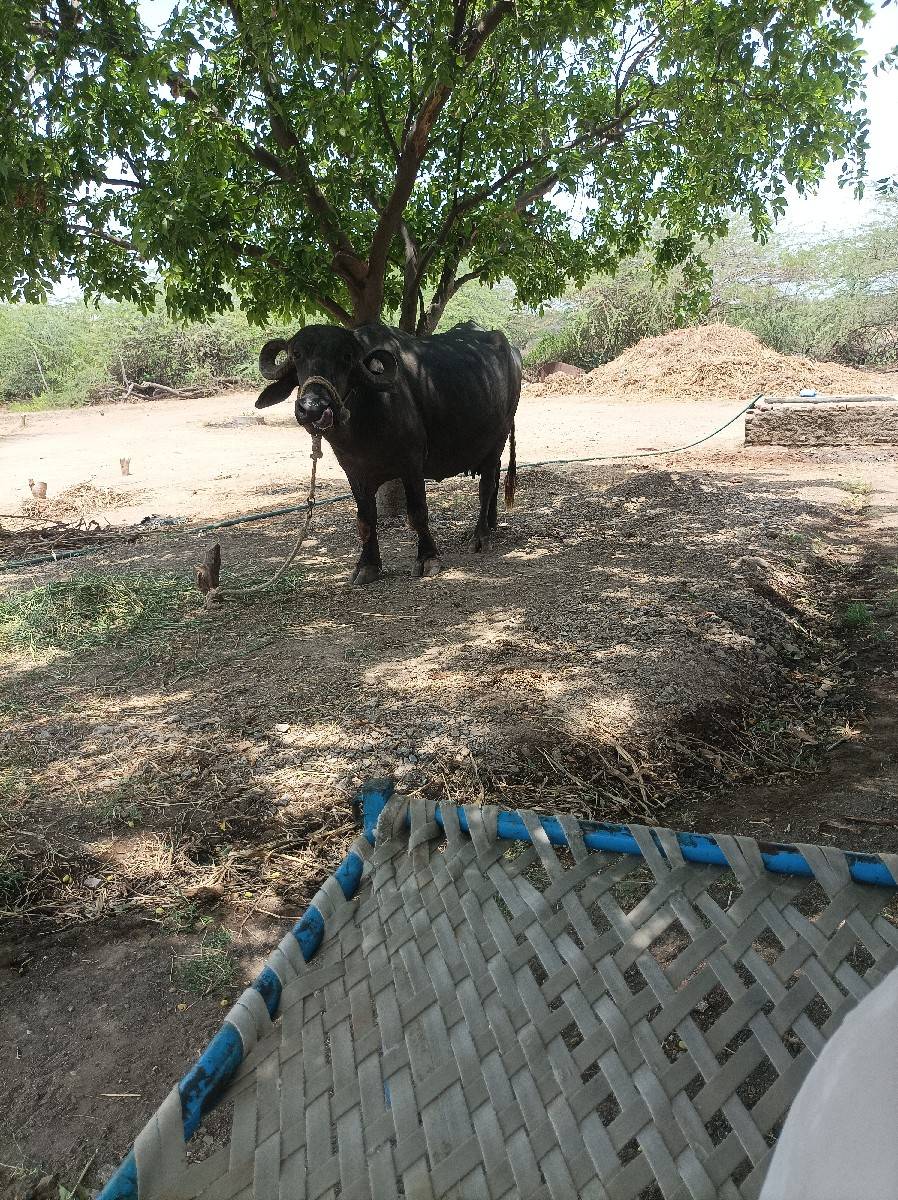 ભેસ વેચવાની છે ૩જુ વેતર વ્યાસે