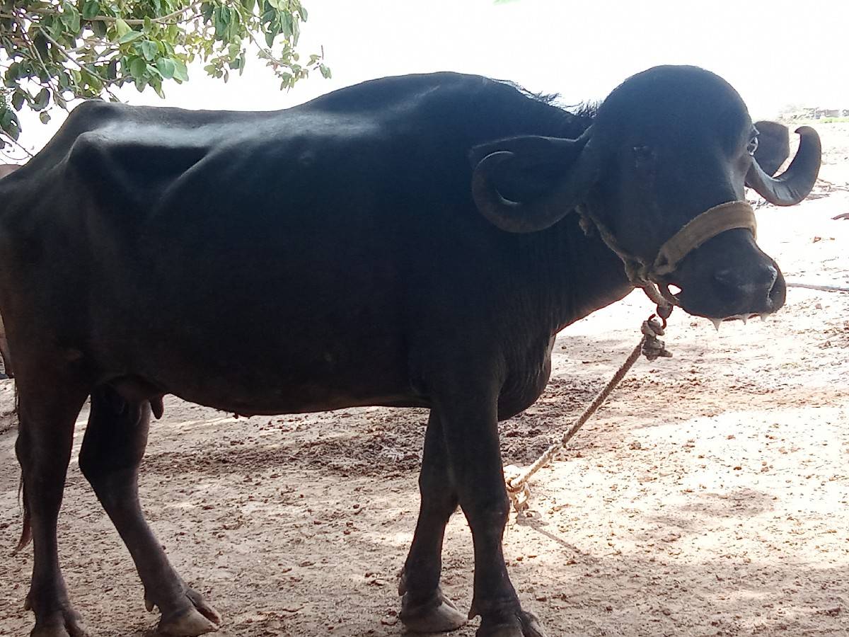 વેચાવછે