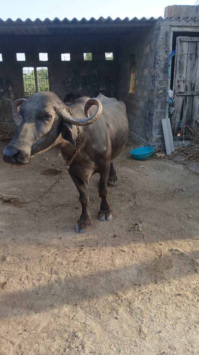 ભેંસ વેચવાની છે