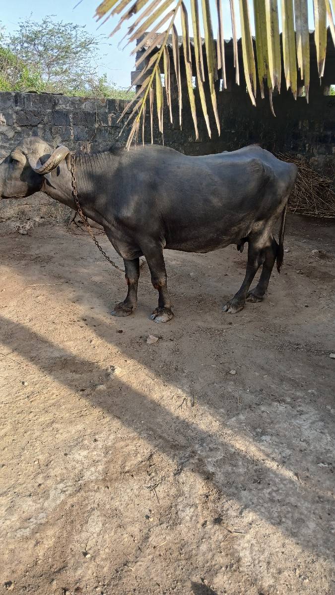 ભેંસ વેચવાની છે
