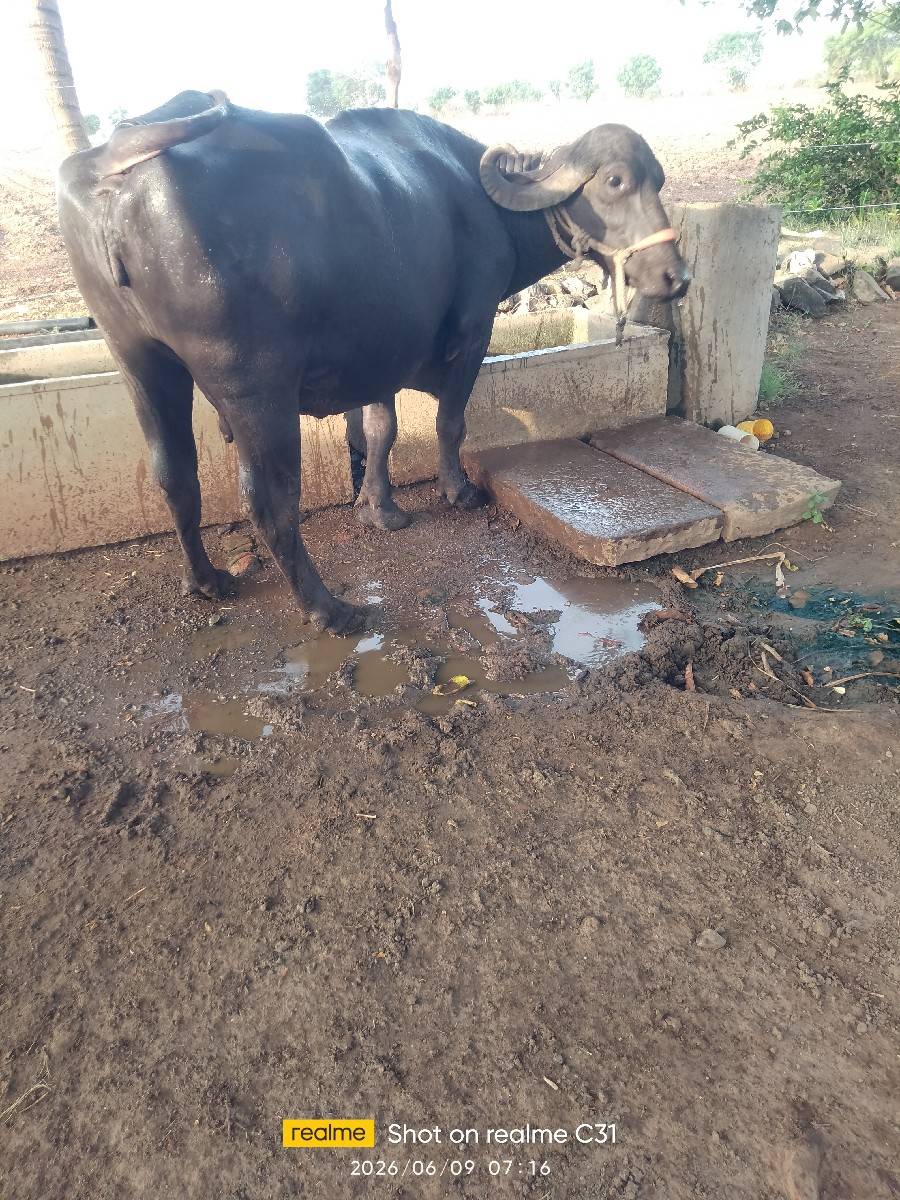 8154053758