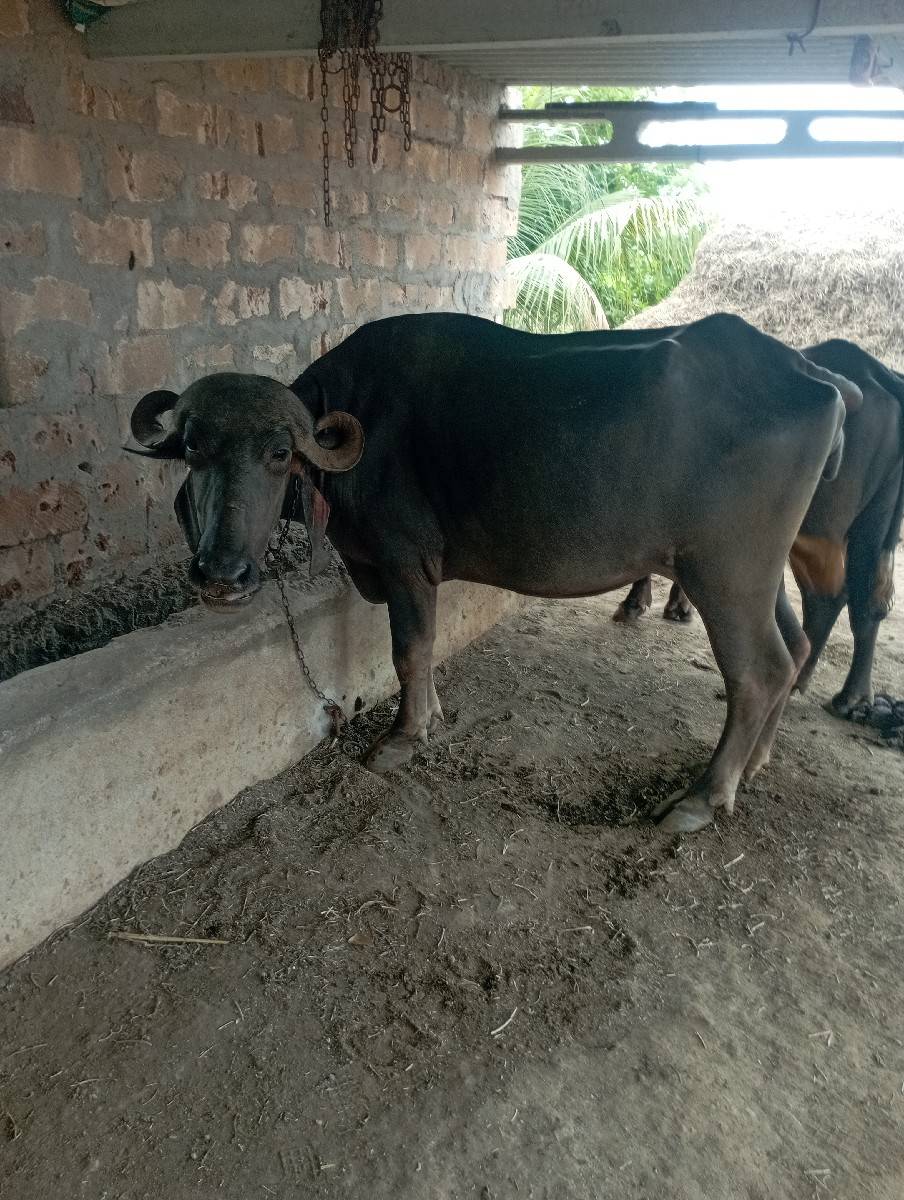 ખડેલી વેંચવાની છે