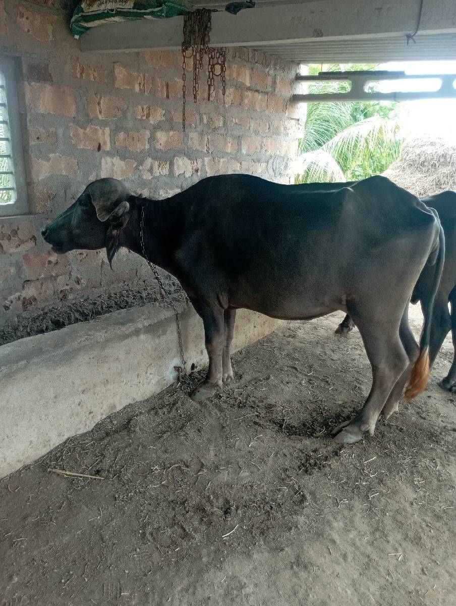 ખડેલી વેંચવાની છે