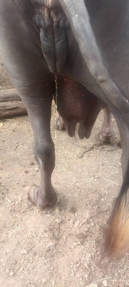 બે ભેંસો વેચવાની છે