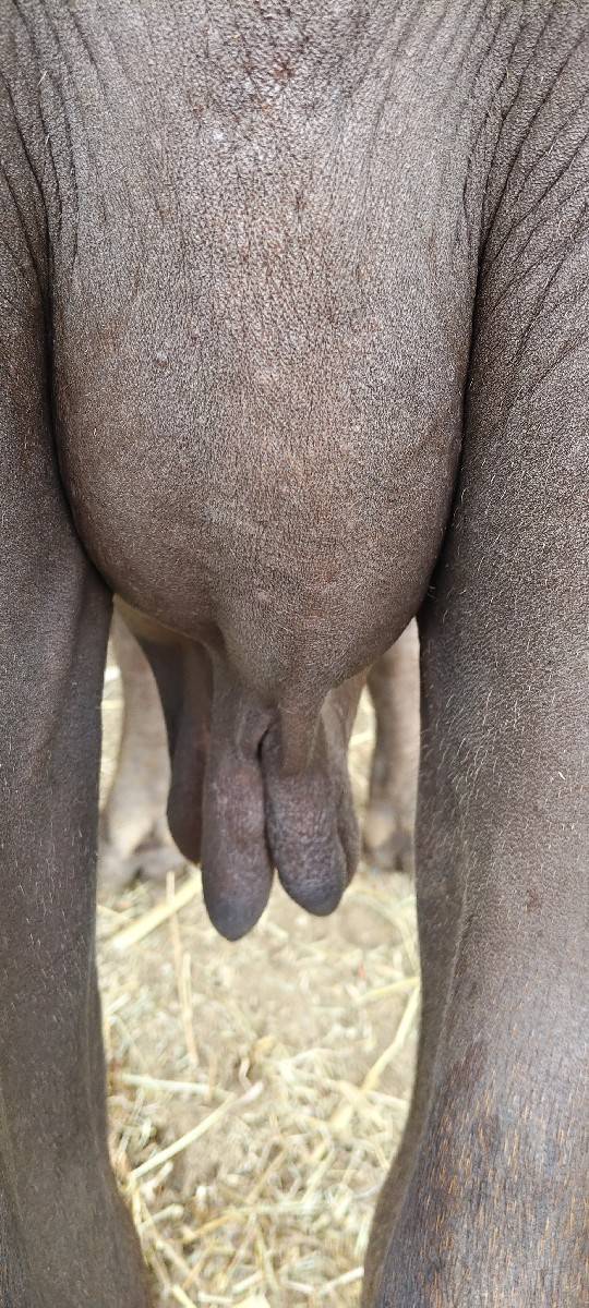 ભેસ