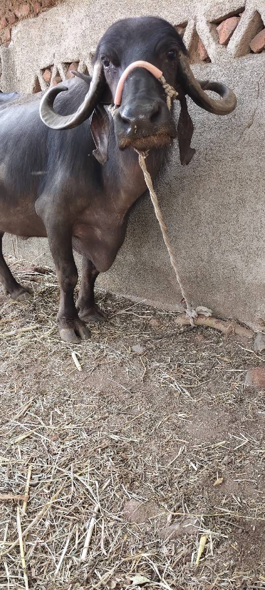 ભેસ