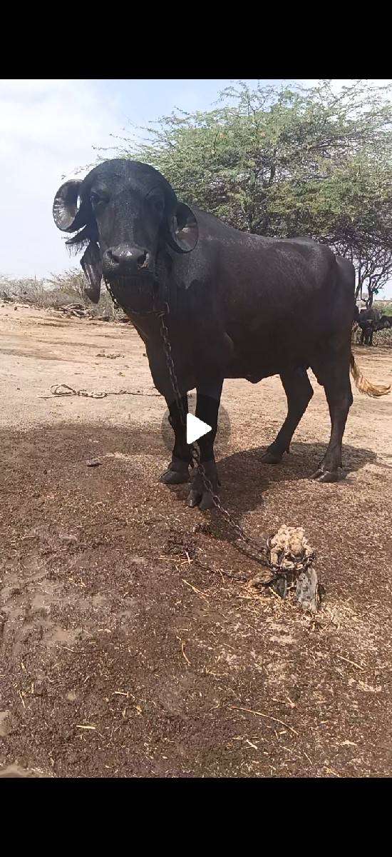 વેચવાની છે