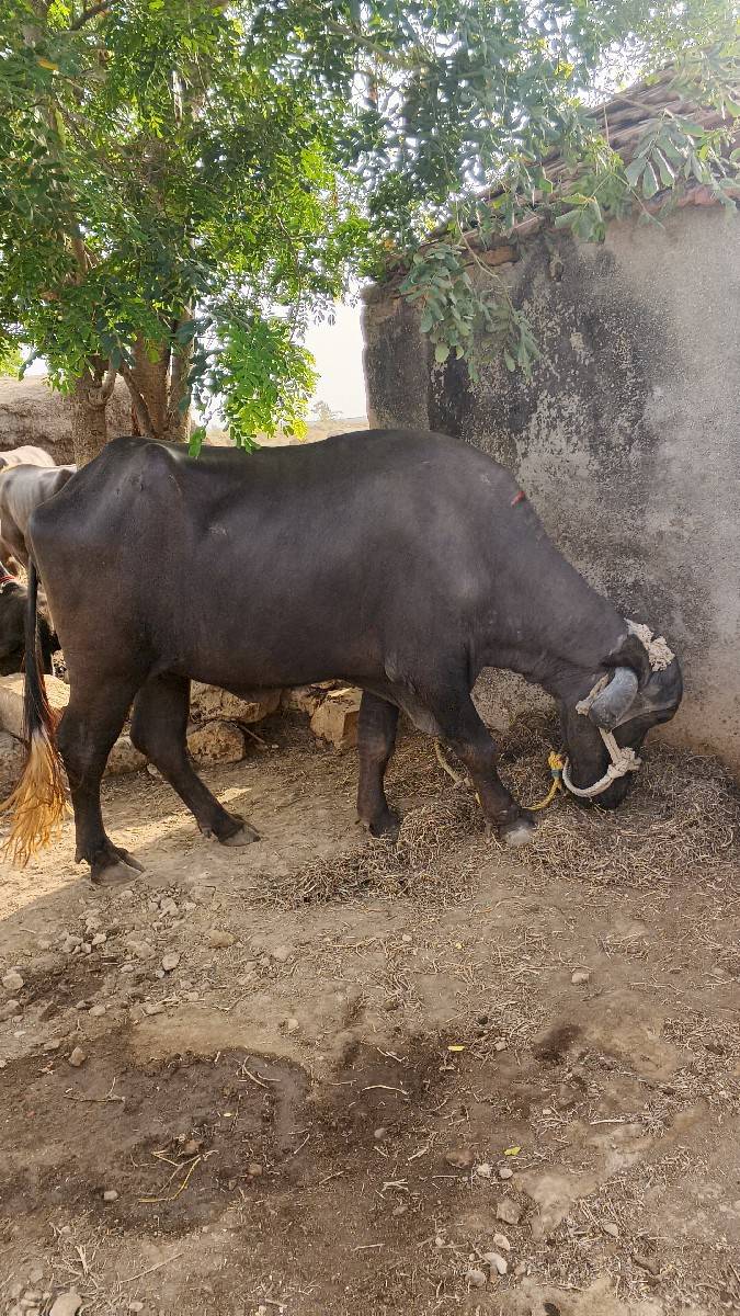 ખડેલા