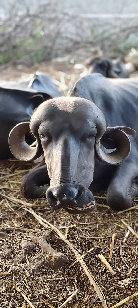 જાફરાબાદી