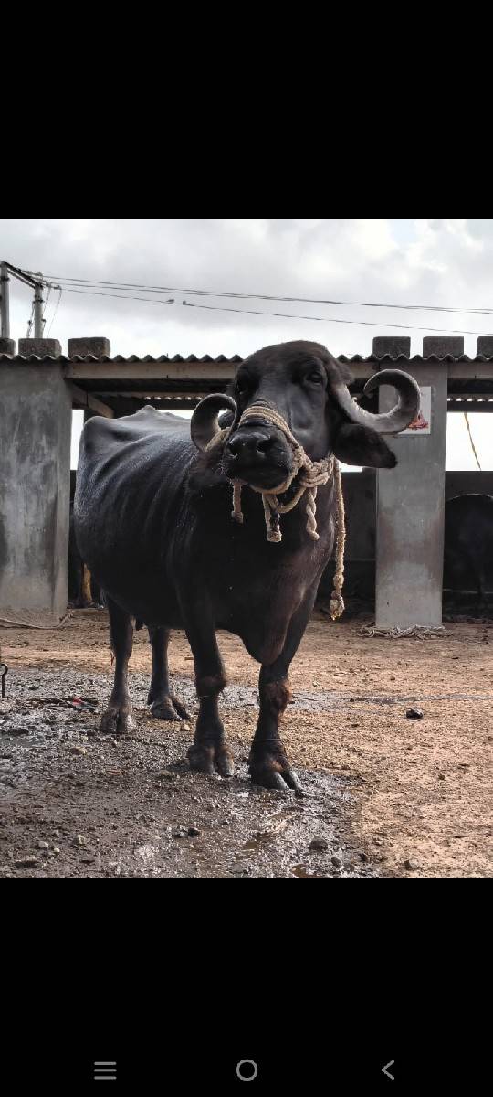 આ ભેંસ વેચવાની છે