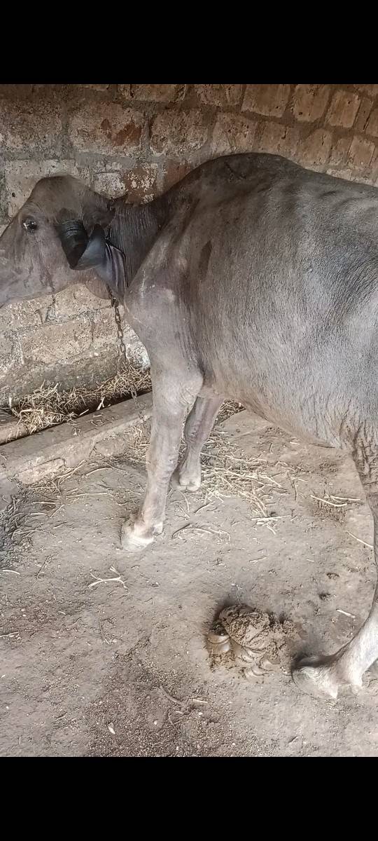 ૩૦હજાર ચાર વર્ષ નું