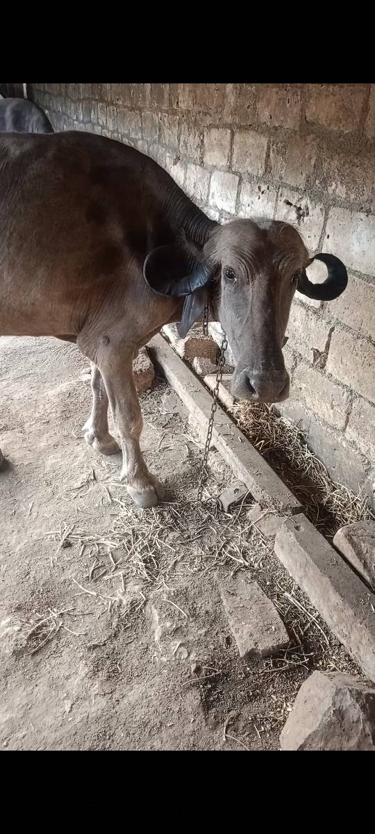 ૩૦હજાર ચાર વર્ષ નું