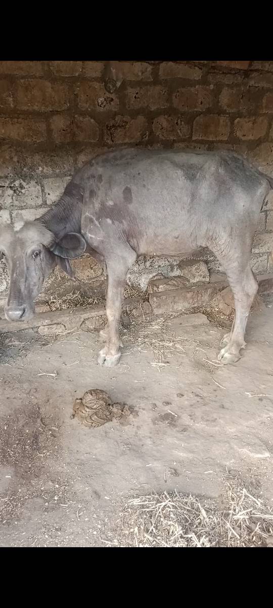 ૩૦હજાર ચાર વર્ષ નું