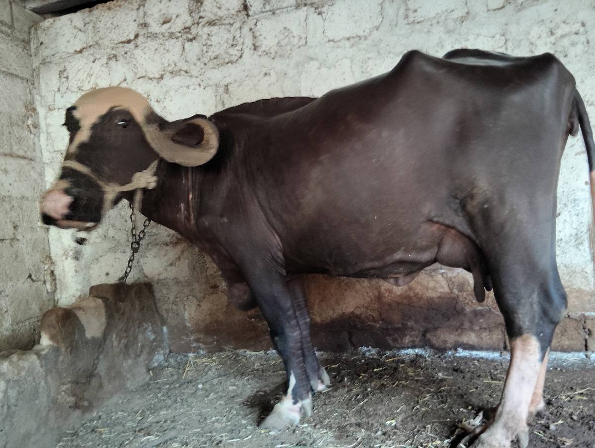 ભગરી ભેંસ