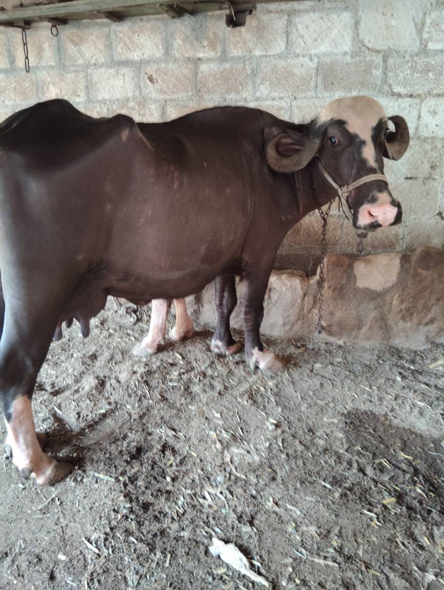 ભગરી ભેંસ