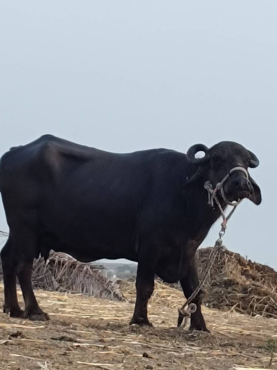 ભેંસ વેચવાની છે