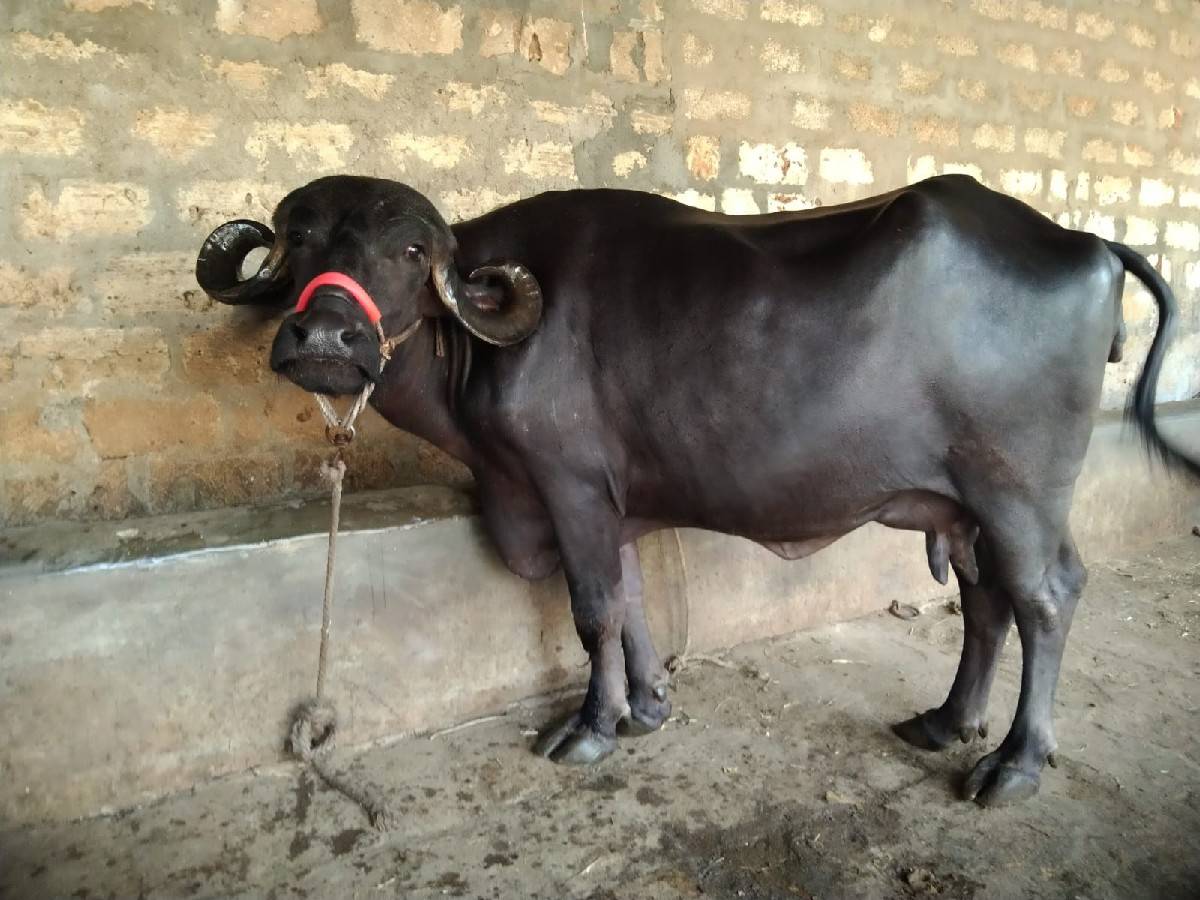 ભેંસ વેચવાની છે