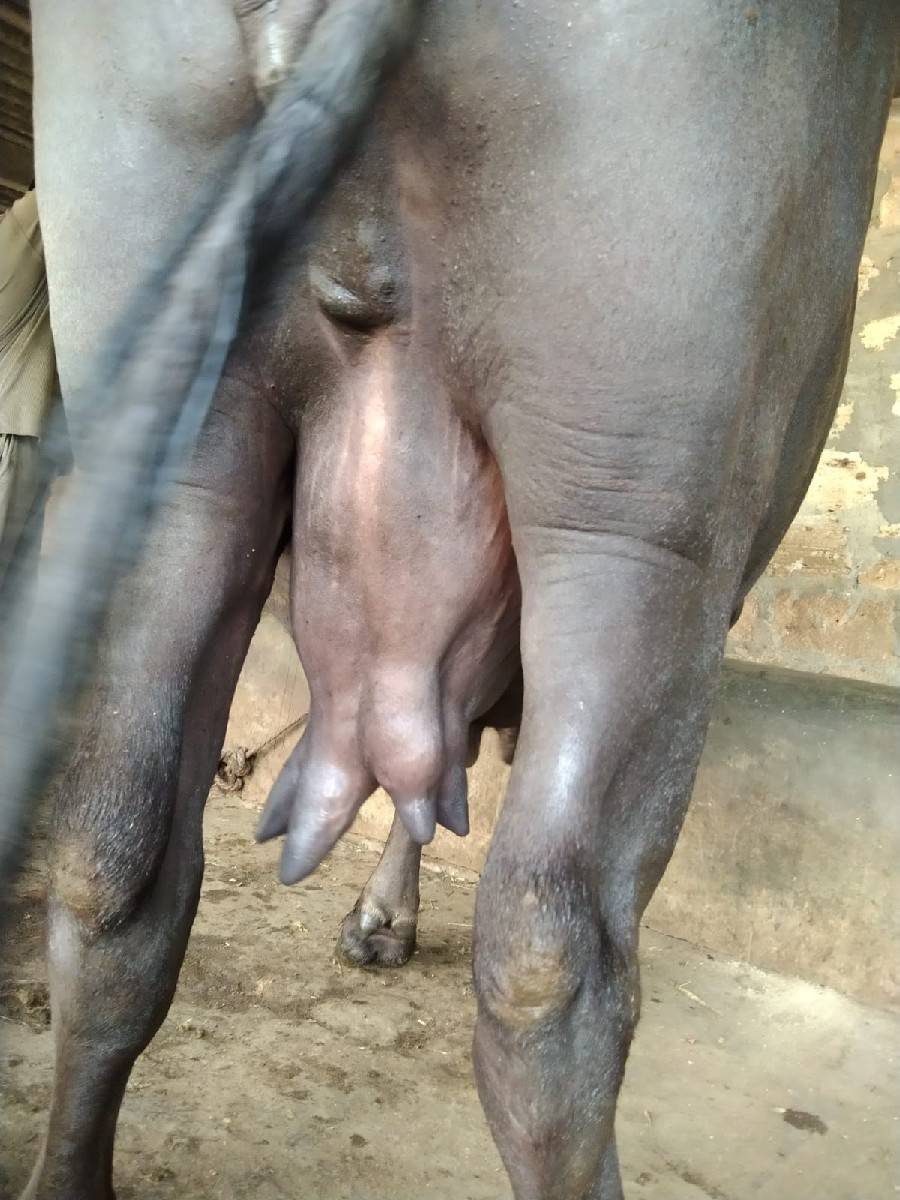 ભેંસ વેચવાની છે