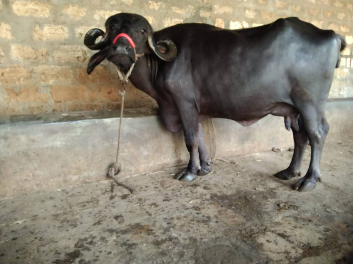 ભેંસ વેચવાની છે