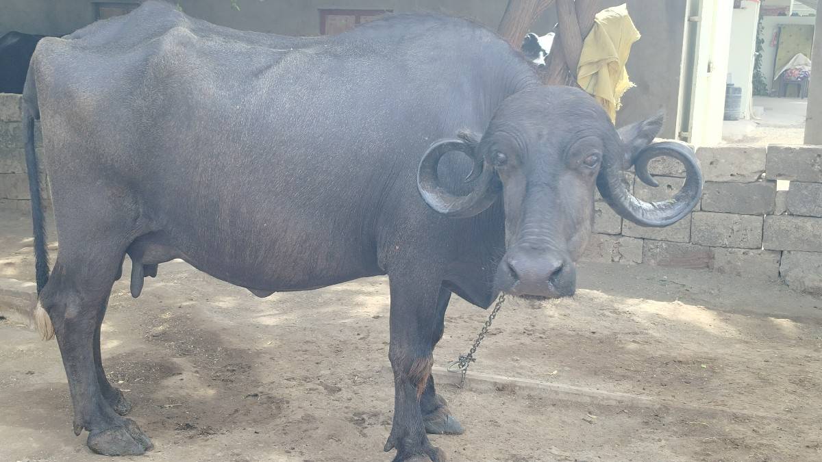 બીજું વેધર આઠ દસ દિવસની વાર