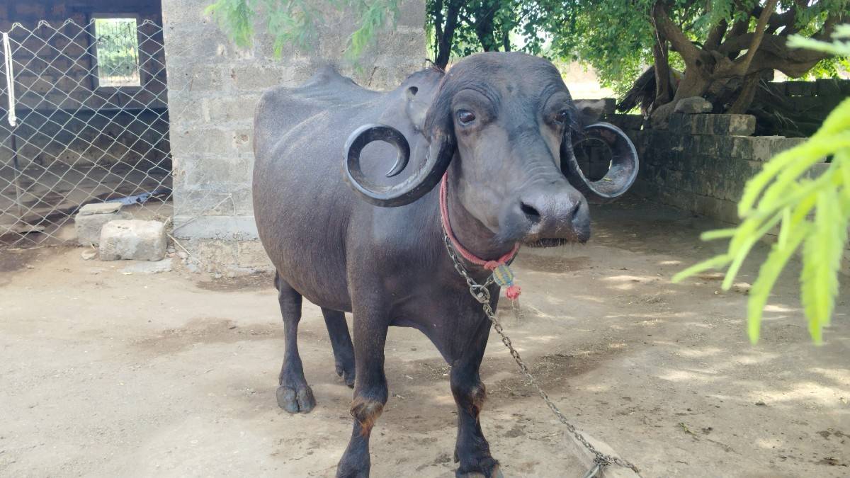 બીજું વેધર આઠ દસ દિવસની વાર