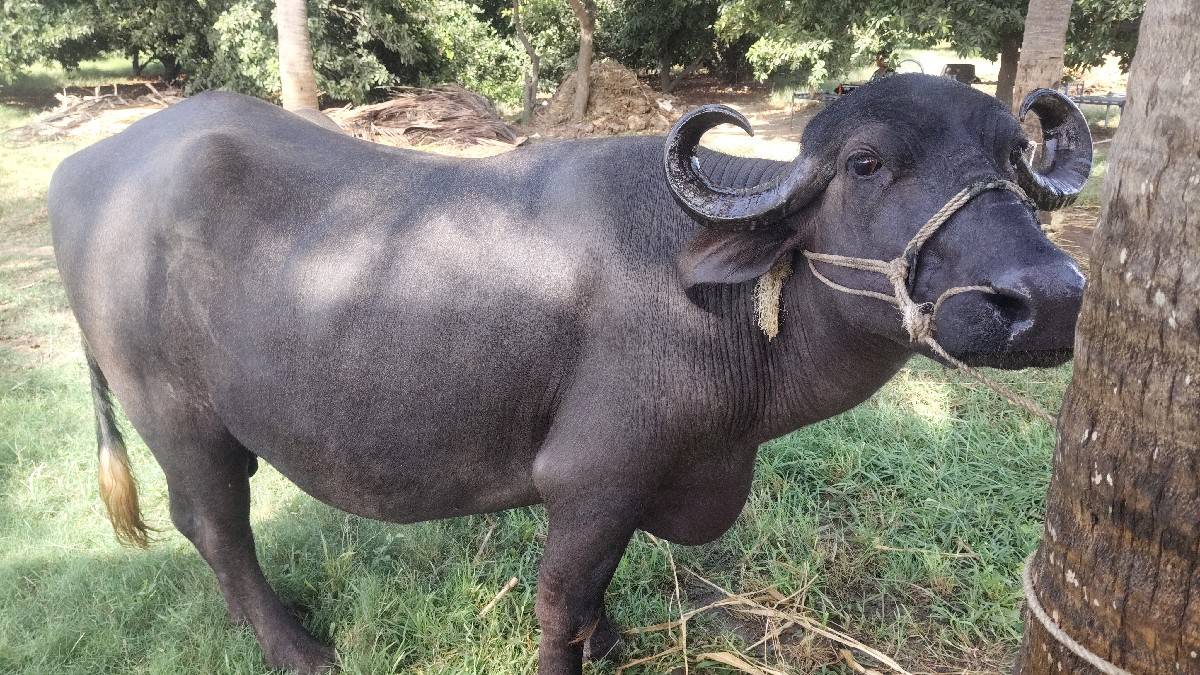 ચાર ચાર લીટર દૂધ છે