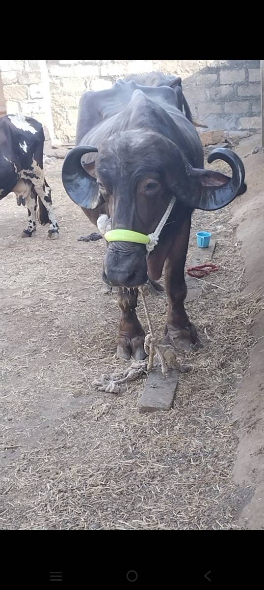 ભેંસ વેચવાની છે