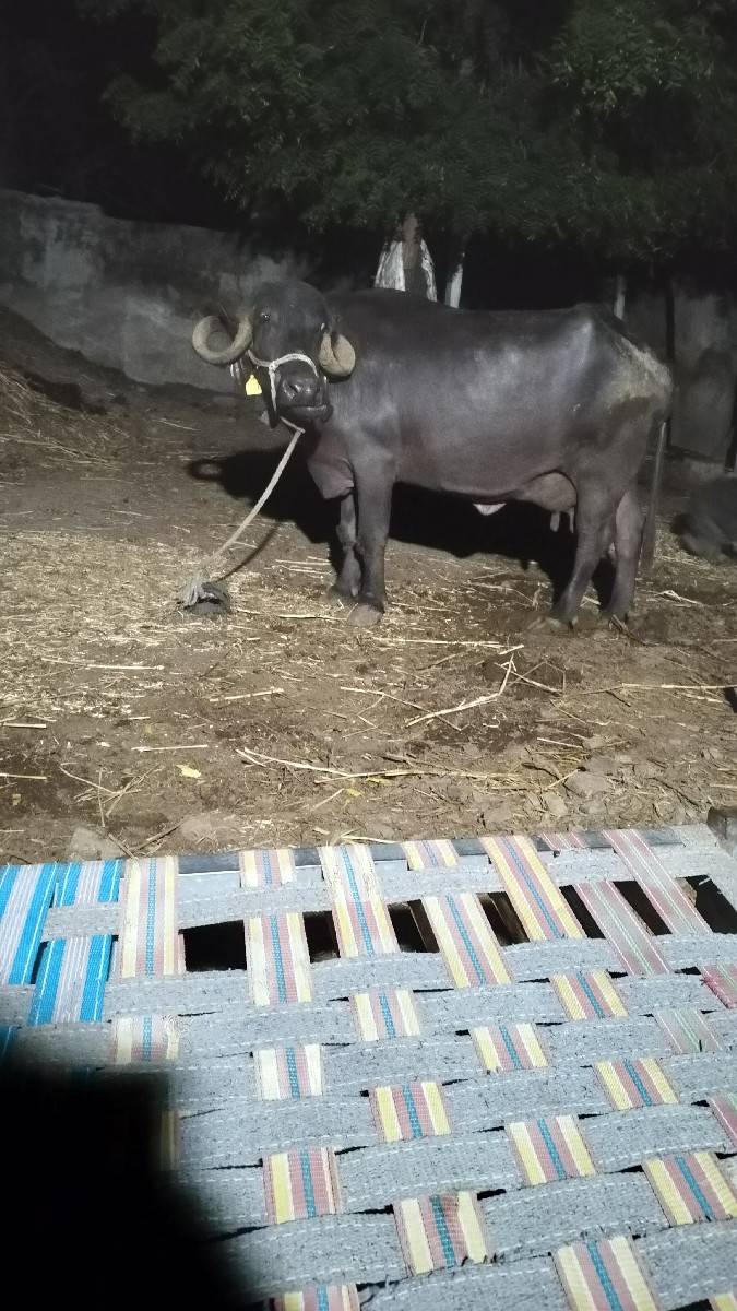 બીજા વેતર ની ખડેલી