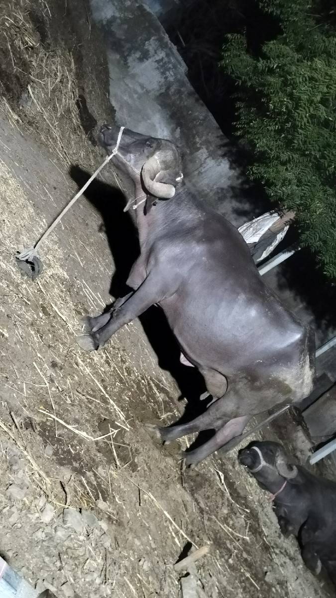 બીજા વેતર ની ખડેલી