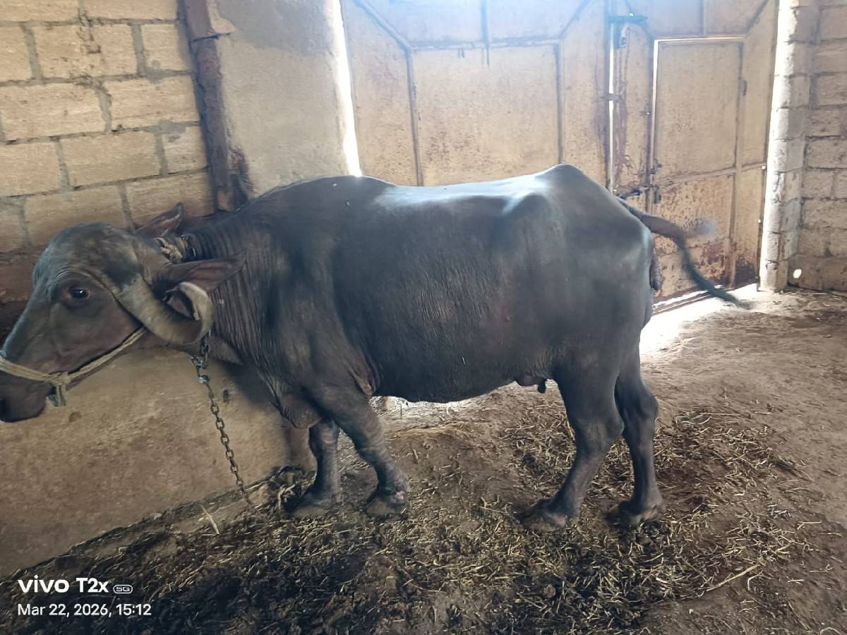 8 મહિના ગાભણ ભેંસ વેચવાની છે.