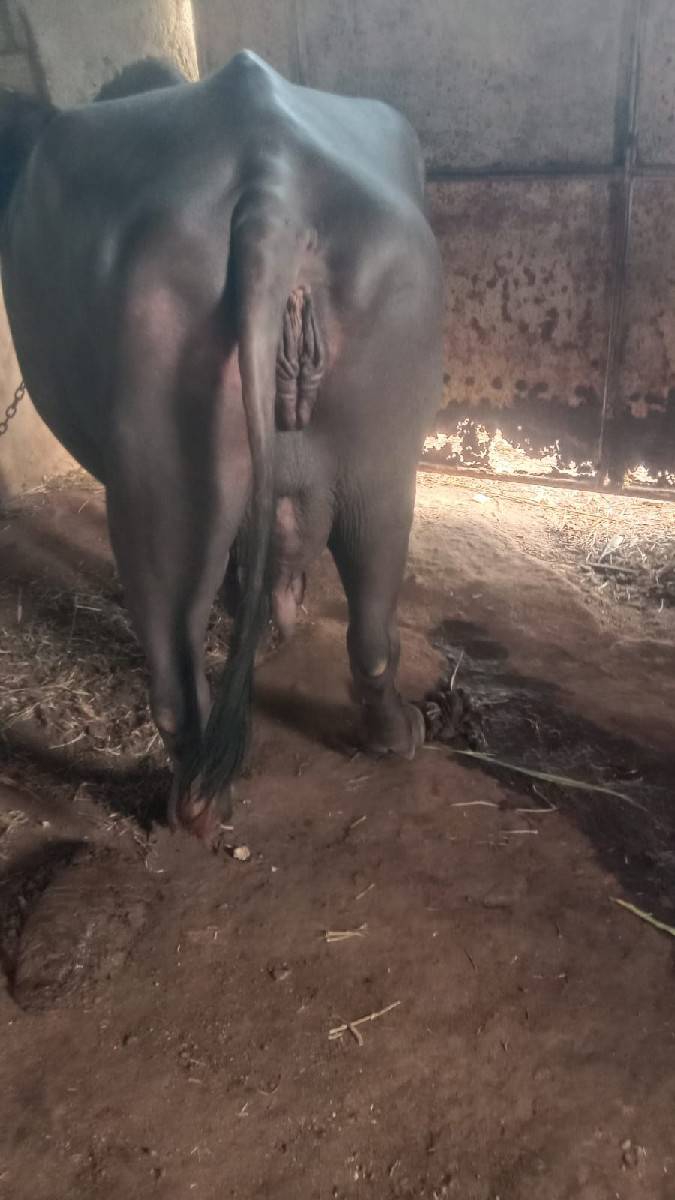 8 મહિના ગાભણ ભેંસ વેચવાની છે.