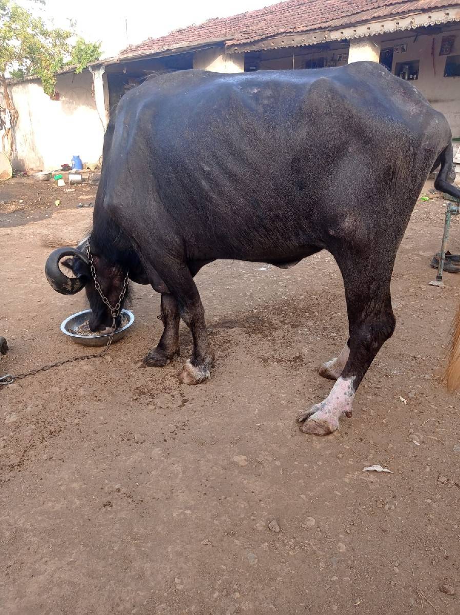 ખડેલી.વેસવાનિ.સે