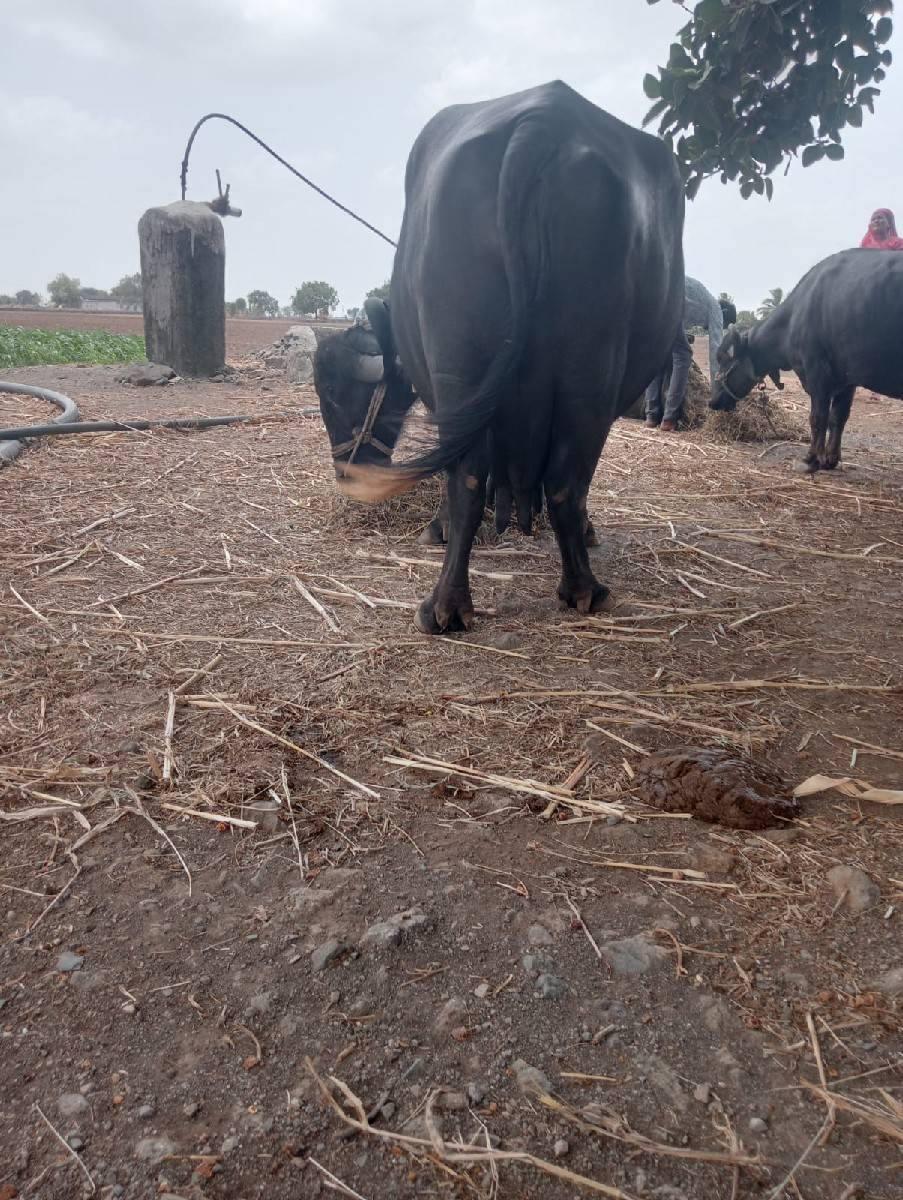 આ ભેંસ વેચવાનિ સે દસ દિવસનીકાચી
