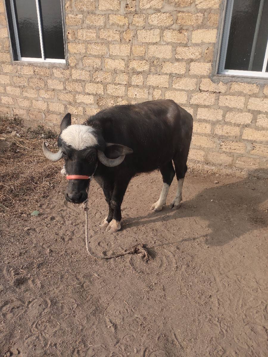 ૩ વરશ નિ છે