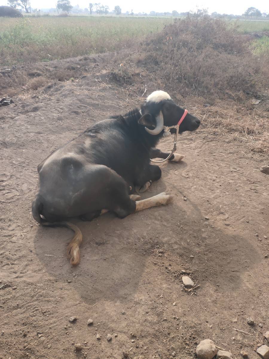 ૩ વરશ નિ છે