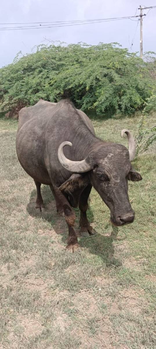 સાવ સોજી