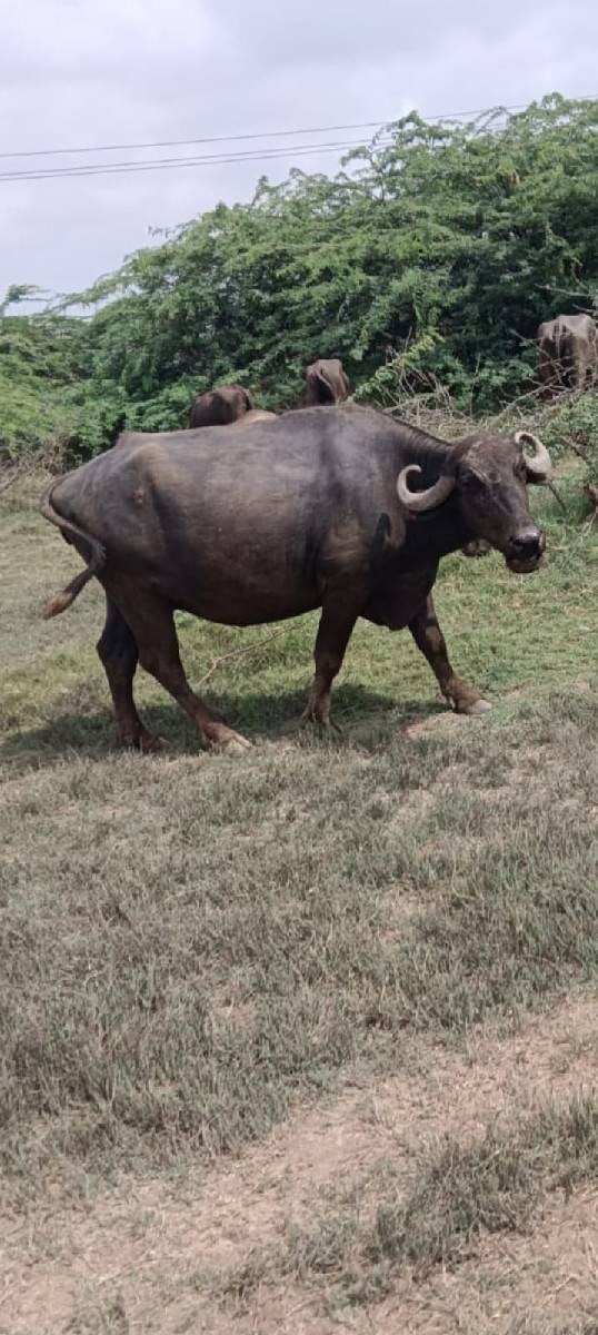 સાવ સોજી