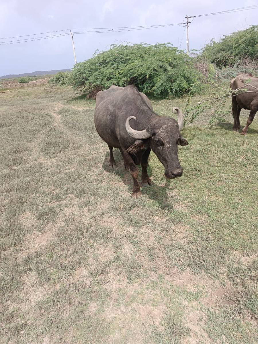 સાવ સોજી