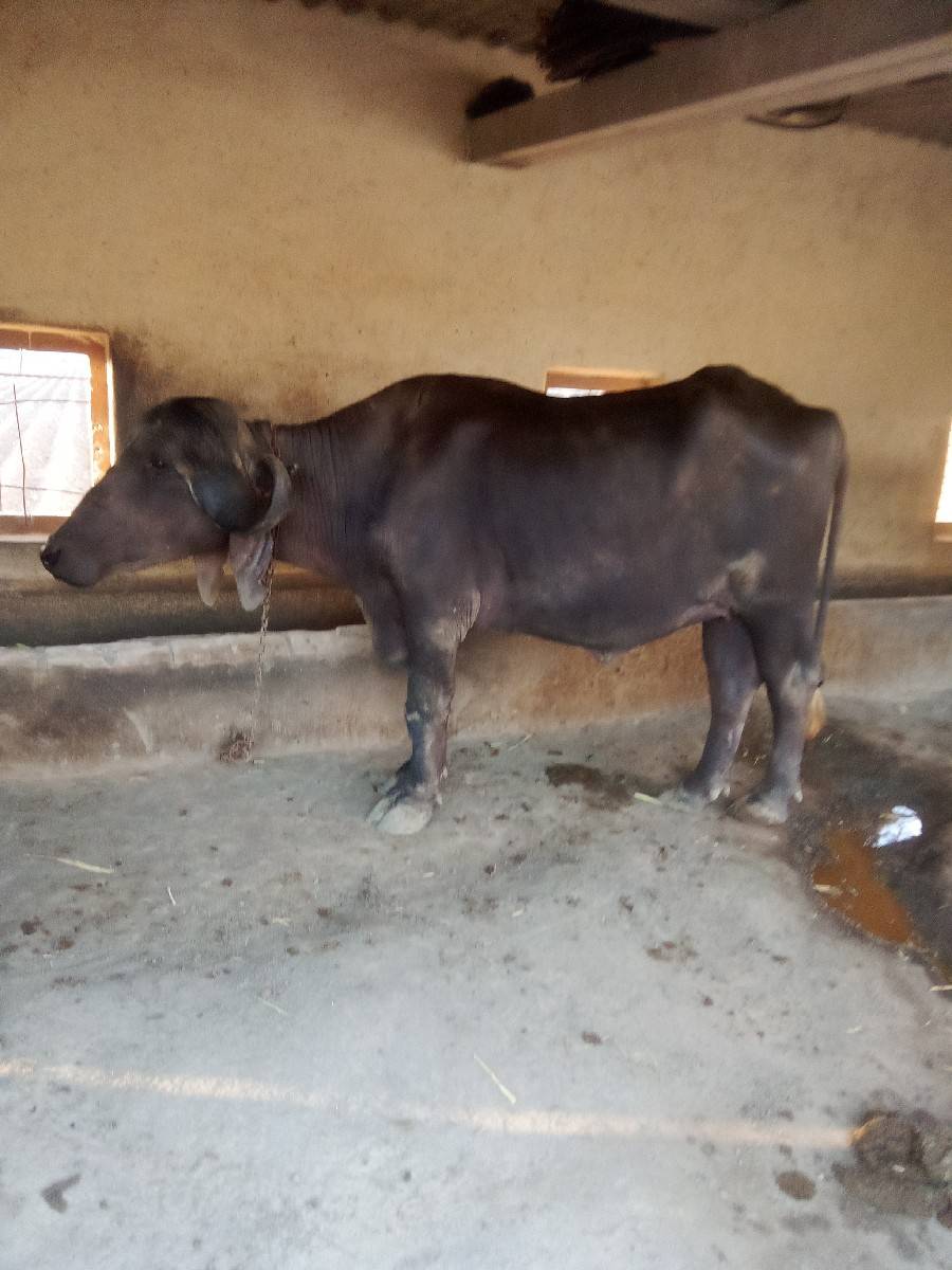ખડેલી વેચવાની છે
