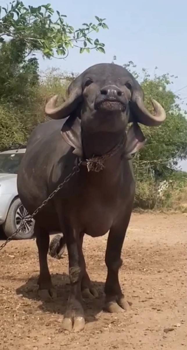 જાફરાબાદી ખડેલી વેચવાની. છે
