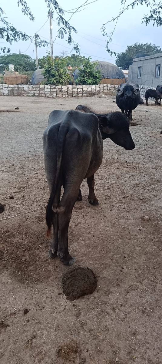 પાડો વેચવાનો છે