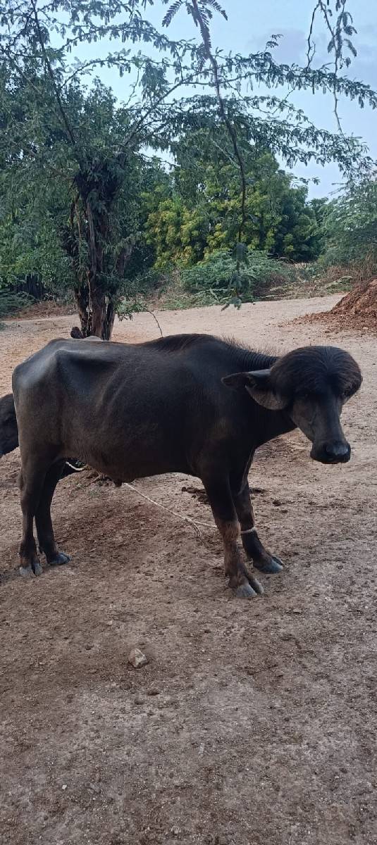 પાડો વેચવાનો છે