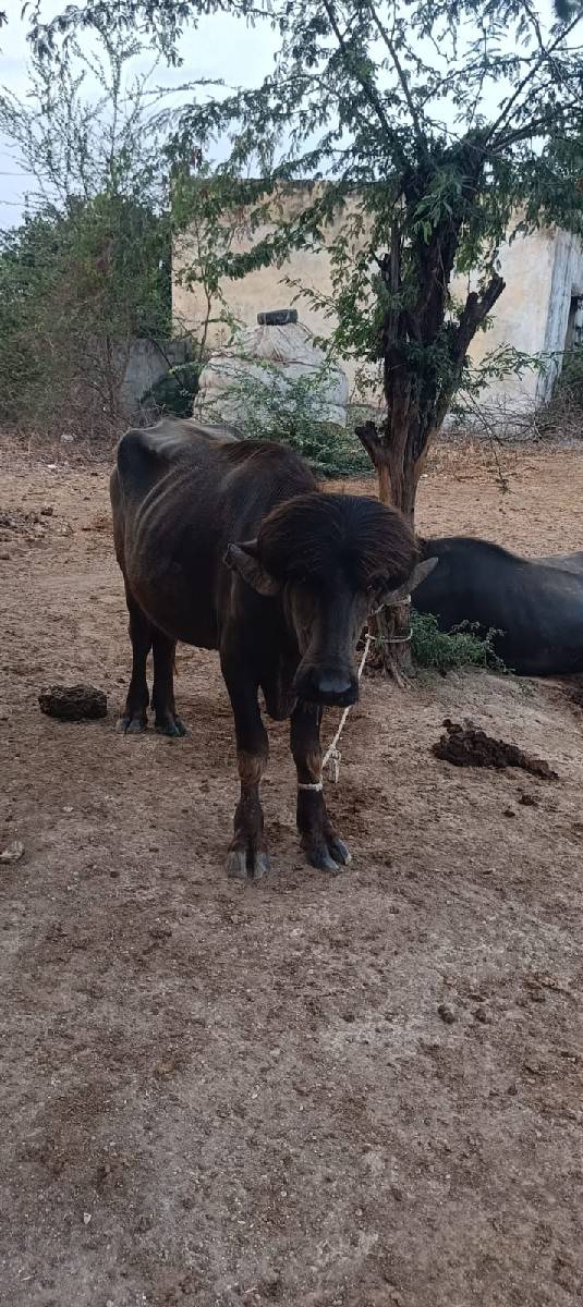 પાડો વેચવાનો છે