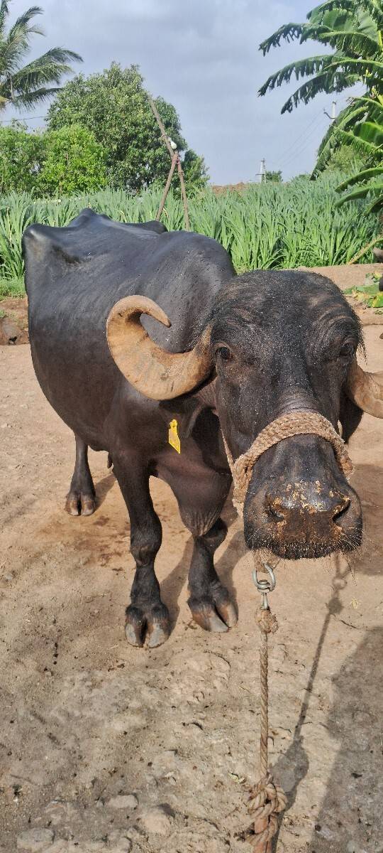 ભેસ વેચવાની છે