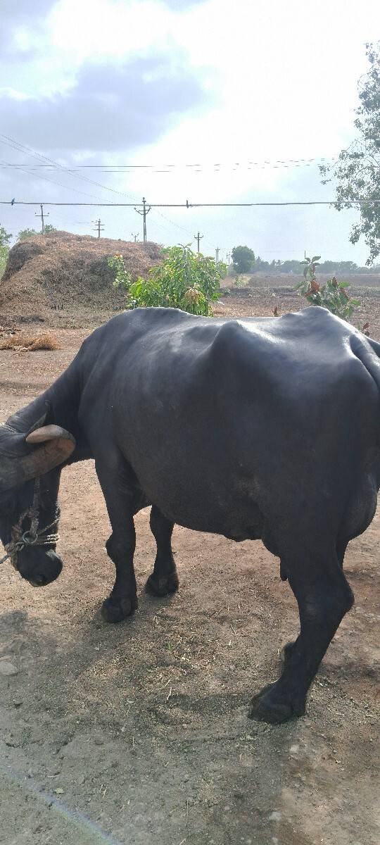 ભેસ વેચવાની છે
