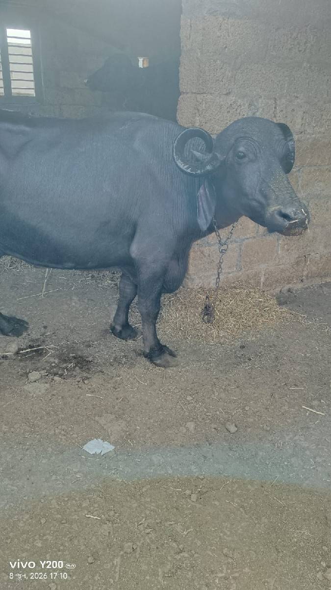ભેસ વેચવાની છે