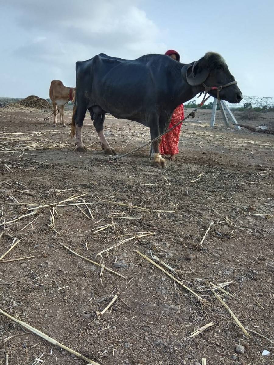 ભેંસ વેચવાની છે