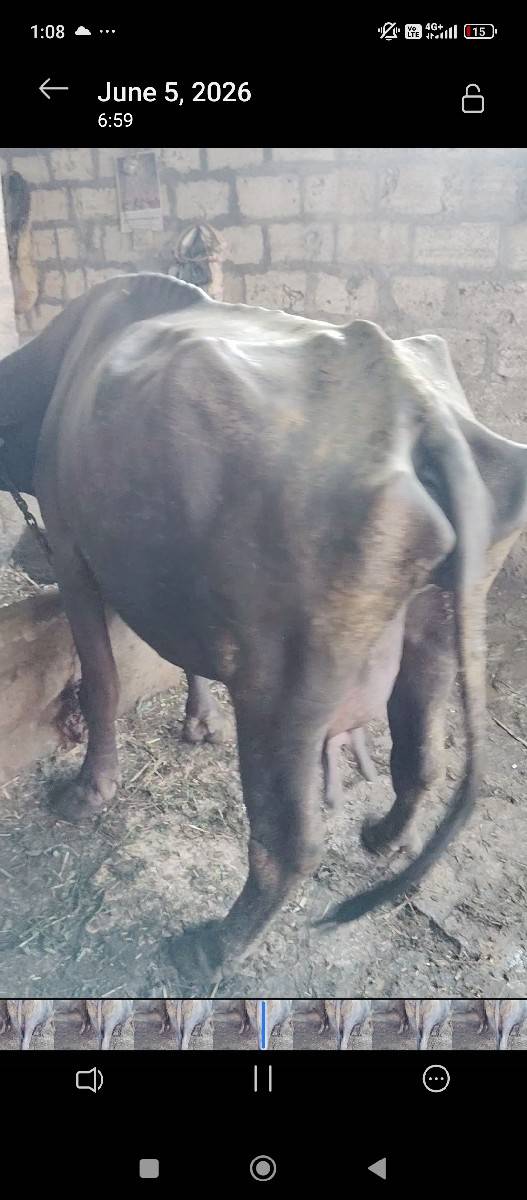 ભેંસ વેચવાની છે
